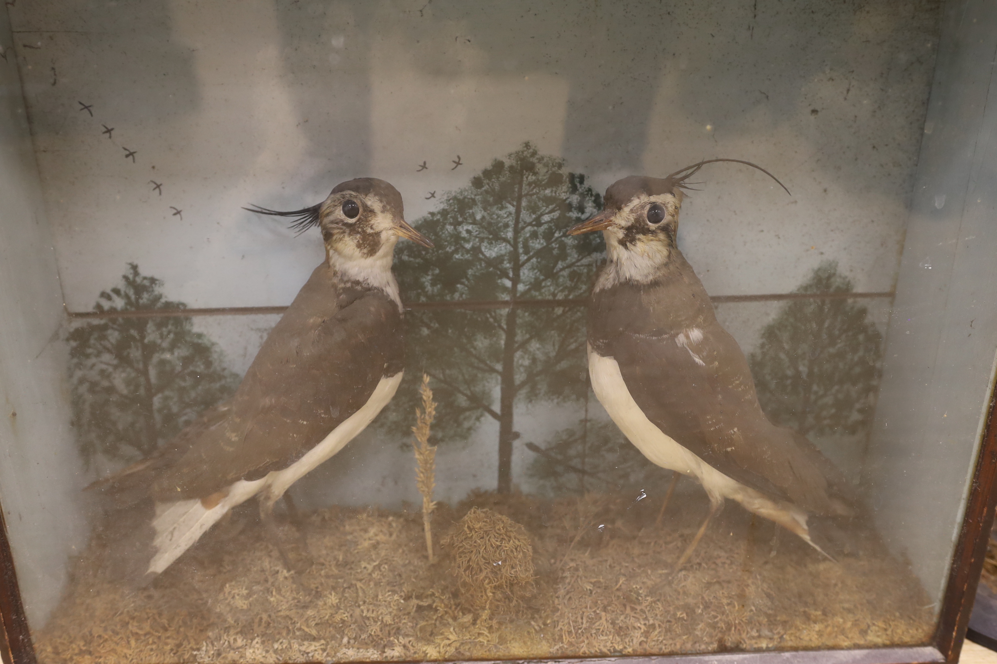 Taxidermy: two lapwings in glass cabinet and two pheasants on stands, lapwing case 39cm x 52cm